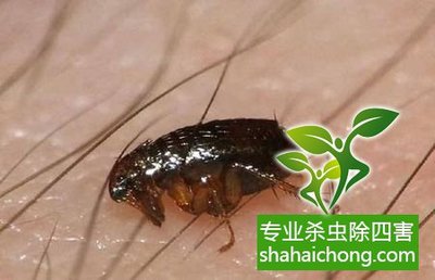 檔案害蟲的種類及防制