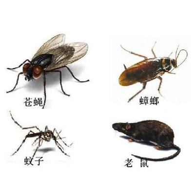 全面守護(hù)家園 莆田市白蟻防治與害蟲管理服務(wù)詳解