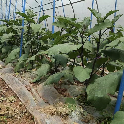 棚室茄子高效防四病與害蟲綜合防治策略