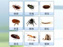 咸寧地區(qū)白蟻及常見害蟲防治 專業(yè)公司的綜合策略與服務(wù)